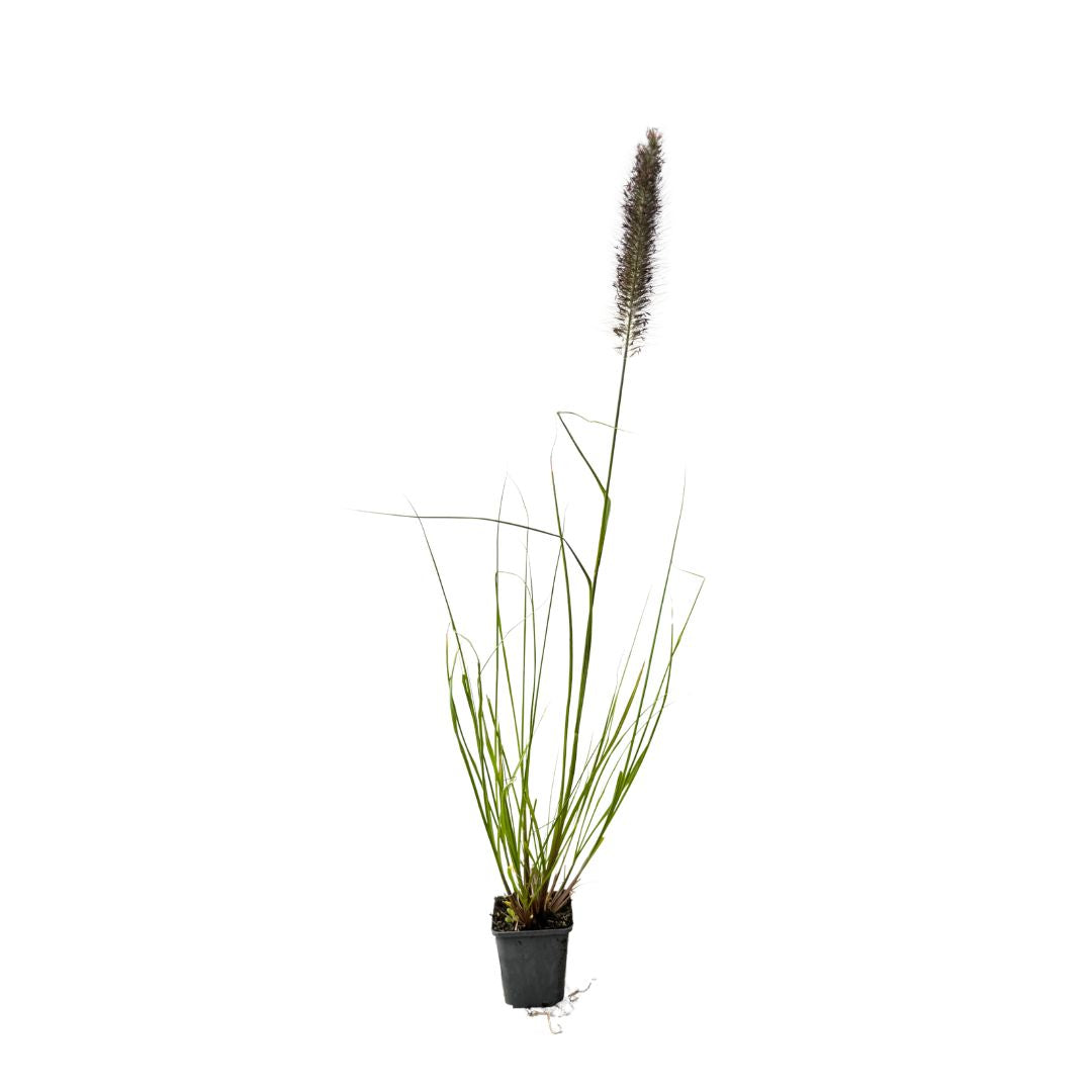 Dochan psárkovitý Viridescens, květináč 9 cm