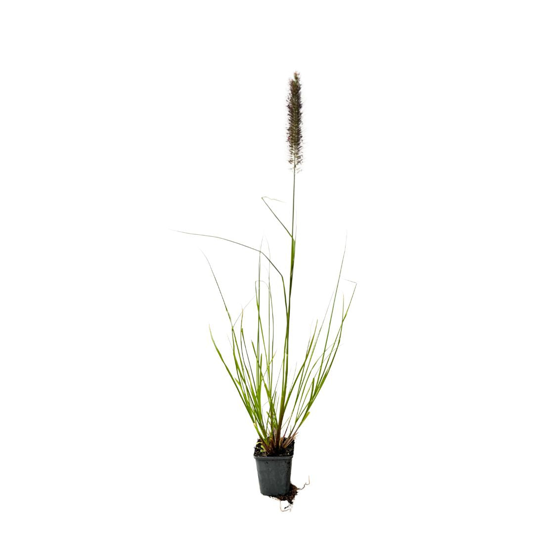 Dochan psárkovitý Viridescens, květináč 9 cm