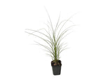 Ozdobnice čínská Gracillimus, květináč 9 cm