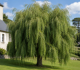Vrba bílá Tristis, výška 150–170 cm, květináč 5 l
