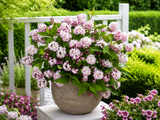Trojpuk hybridní Raspberry Sundae, výška 40–60 cm, květináč 2 l